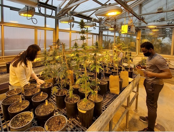 Photo of UW-Stevens Point students Sydney Polich, Meghan Schimka, and Mike Ayensu-Mensah conducting research on hemp plants to learn more about how soil pollutants affect plant growth. 