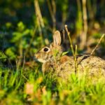 Photo of a rabbit listening between nibbles in the Grady Kettle Hole Forest at the UW–Madison Arboretum. PHOTO: BRYCE RICHTER