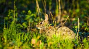 Photo of a rabbit listening between nibbles in the Grady Kettle Hole Forest at the UW–Madison Arboretum. PHOTO: BRYCE RICHTER