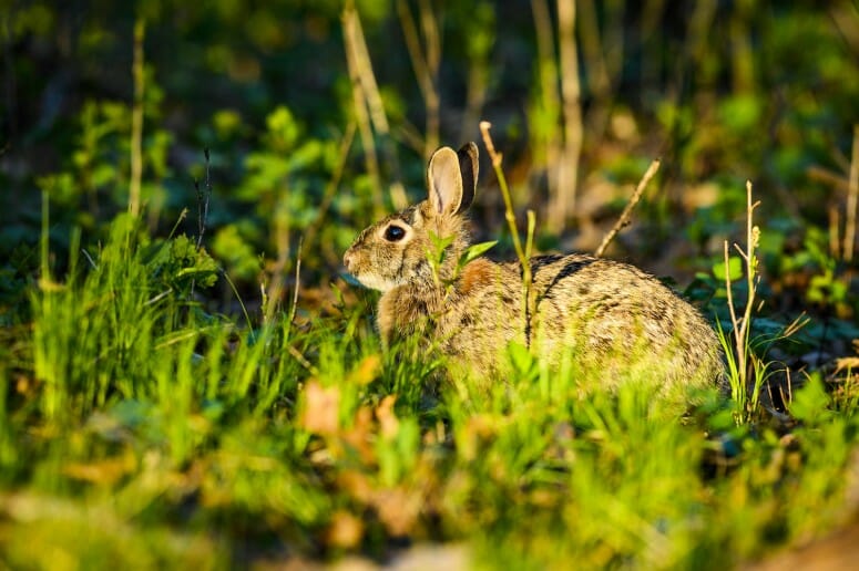 Photo of a rabbit listening between nibbles in the Grady Kettle Hole Forest at the UW–Madison Arboretum. PHOTO: BRYCE RICHTER