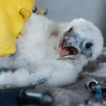 Photo of peregrine falcon chick at UW Oshkosh