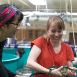 Photo of Dong-Fang Deng (left), professor of freshwater sciences, and undergraduate Emma Kraco wrestling with some adult yellow perch in the lab where they research ways to improve the diet of farm-raised fish. (UWM Photo/Troye Fox)