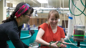 Photo of Dong-Fang Deng (left), professor of freshwater sciences, and undergraduate Emma Kraco wrestling with some adult yellow perch in the lab where they research ways to improve the diet of farm-raised fish. (UWM Photo/Troye Fox)