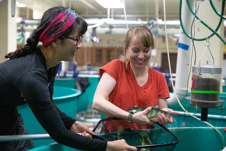 Photo of Dong-Fang Deng (left), professor of freshwater sciences, and undergraduate Emma Kraco wrestling with some adult yellow perch in the lab where they research ways to improve the diet of farm-raised fish. (UWM Photo/Troye Fox)