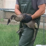 Photo of goose being banded at UW Oshkosh's Fond du Lac campus