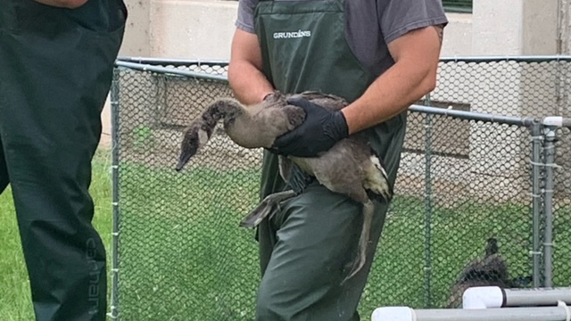 Photo of goose being banded at UW Oshkosh's Fond du Lac campus