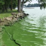 Photo of algae in a lake