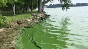Photo of algae in a lake