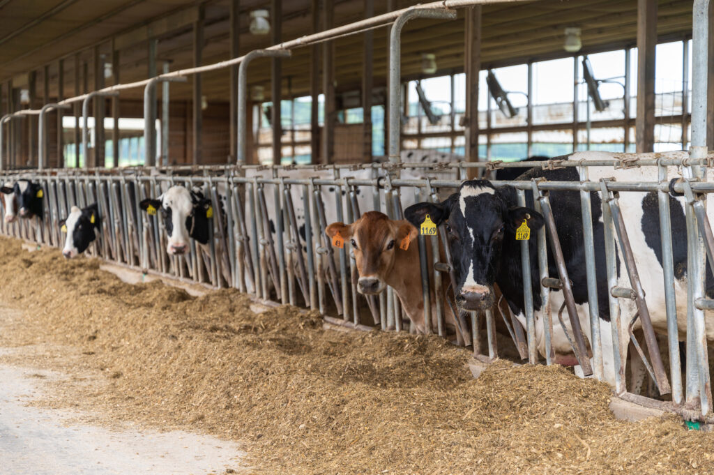 UW-River Falls is leading a two-year study to determine the impacts of adopting robotic milking on dairy farms. (Photo credit: UW-River Falls)