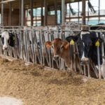 UW-River Falls is leading a two-year study to determine the impacts of adopting robotic milking on dairy farms. (Photo credit: UW-River Falls)