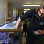 Photo of Alaina Steinmetz, a member of UW-Eau Claire’s Reef Team student organization, who meets with other team members several times a week in Phillips Hall to maintain two large saltwater tanks and care for the organisms that live in them. Steinmetz has long been fascinated by marine life, so she was happy to discover Reef Team when she came to UW-Eau Claire. (Photo by Bill Hoepner)
