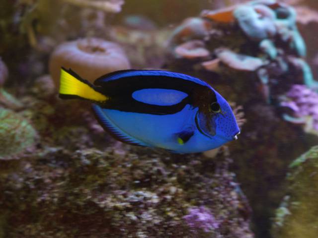 Photo of Luna the blue tang, one of the tank’s “most popular organisms.” (Photo by Bill Hoepner)