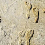 Photo of soil rich with gypsum, which helped preserve human footprints from some 23,000 years ago at what is now White Sands National Park. (Photo courtesy of the National Park Service)