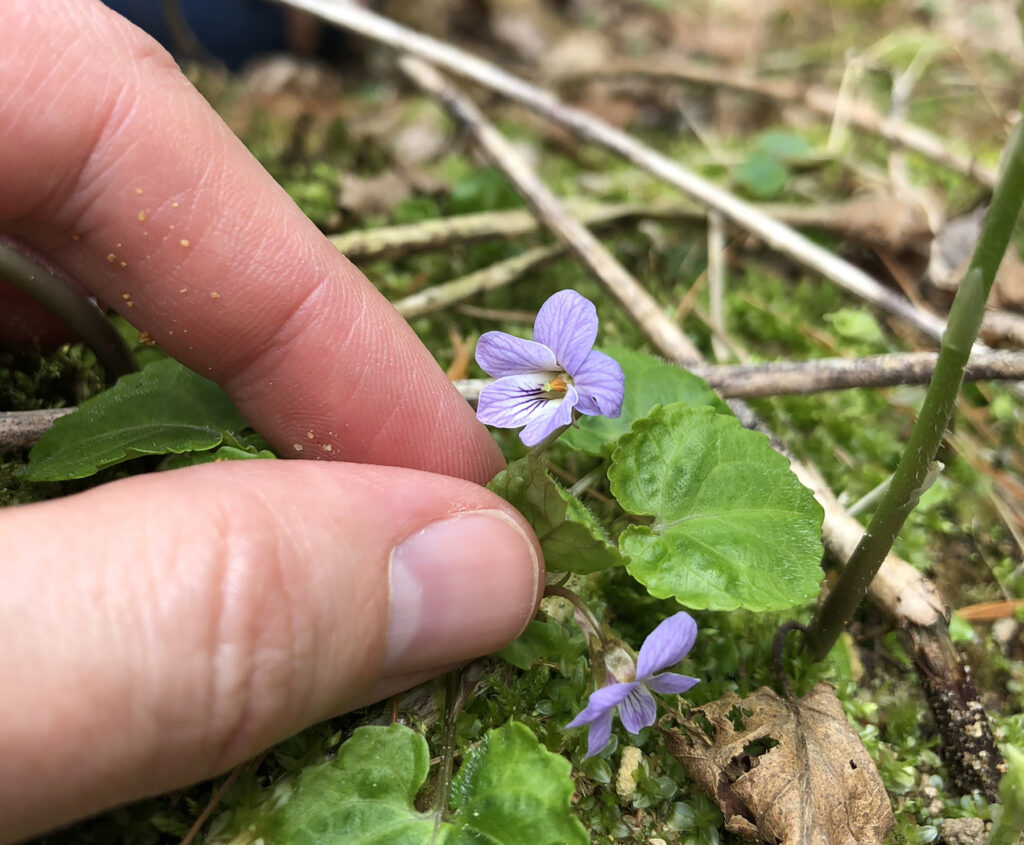 Photo of viola selkirkii, or Selkirk’s violet, one of more than 200 species of plants found at the site. / Amanda Little photo