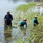 Photo of UW-Platteville students and faculty searching for native mussel species./Photo by Rebecca Doyle-Morin