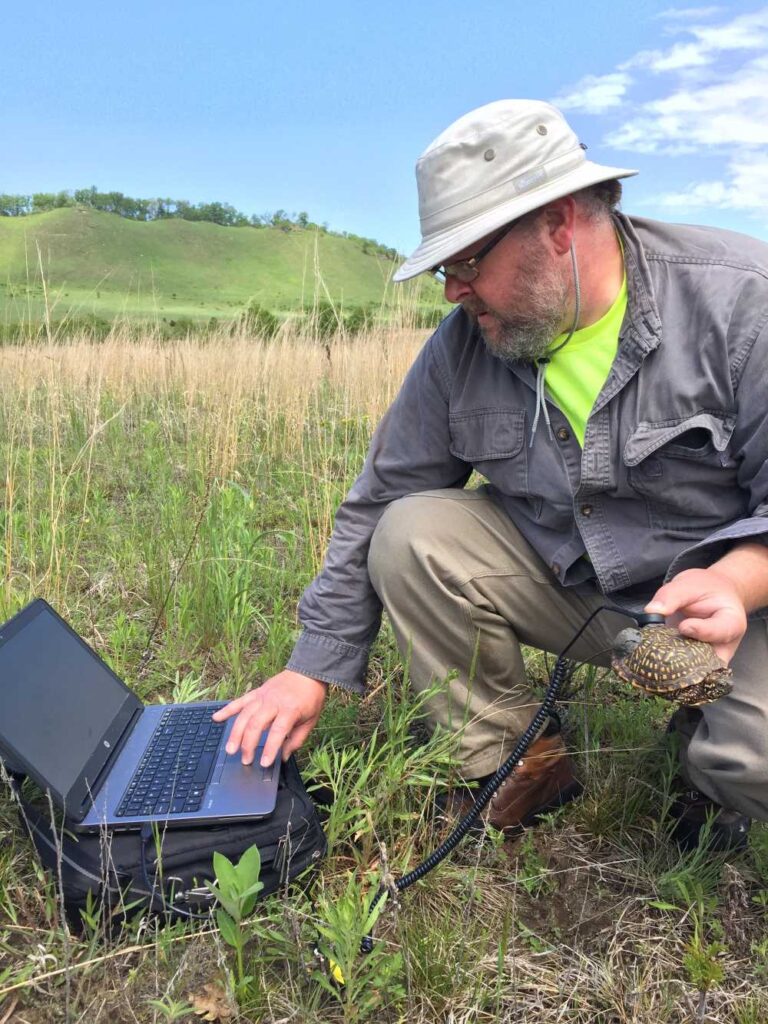 Photo of Kapfer recovering data from a temperature data logger attached to an ornate box turtle (a state endangered species) in Sauk County.