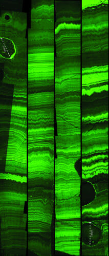 Photo of a specialized microscope image of annual growth bands within the speleothem analyzed in this study. The bright (fluorescent) and dark (non-fluorescent) bands represent differences in organic acid content. The difference in organic acid content from dripwater is due to seasonal differences in organic material in the overlying ground/soil. IMAGE COURTESY OF CAMERON BATCHELOR