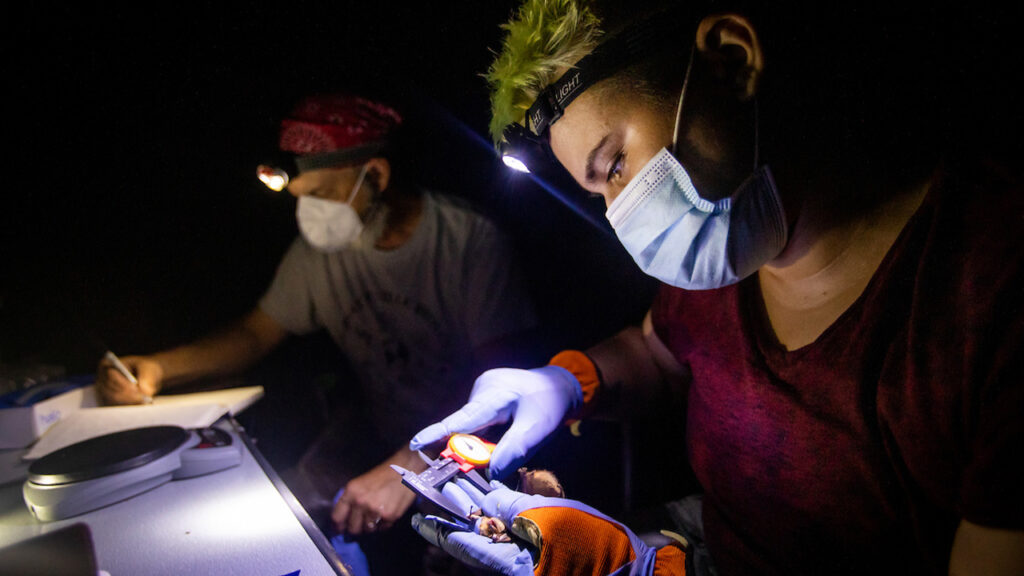 Photo of Kirsten Magedanz and Dr. Jeff Huebschman researching the evening bat.