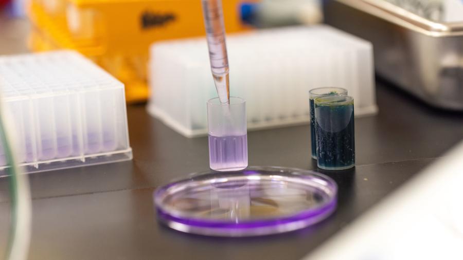Photo of Caitlyn Lisota’s research, which is part of a project to create rapid, ready-to-use, low-cost test kits for the bacteria E. coli and coliforms. / UW-Stout