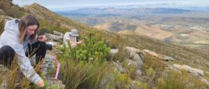 Photo of three biology students who worked with Dr. Nora Mitchell, an assistant professor of biology, in South Africa this summer collecting research data on plant pollination in one of the world’s biodiversity hotspots.