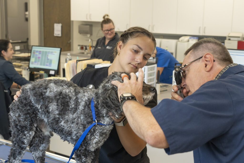 Photo of Bella Thovson, a four-year member of the Blugold swim and dive team, who completed a biology degree with a pre-professional health sciences minor in May 2023, and recently began her graduate program in the College of Veterinary Medicine at the University of Minnesota-Twin Cities.