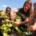 Photo of graduate student Heather Wilke, (wearing Phoenix shirt) majoring in MS Nutrition and Integrated Health at UW-Green Bay, working with a child on harvesting cucumbers from the garden during their summer practicum at the Boys & Girls Club of Greater Green Bay. All photos from UW-Green Bay, Sue Pischke University Photographer