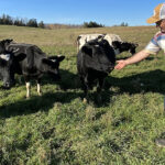 Photo of Barron County dairy farmer Cheyenne Christianson interacting with his dairy herd. Christianson’s farm has been a research site for federally funded work being conducted by UW-River Falls faculty member Kate Creutzinger to study cows and calves. UWRF photo.