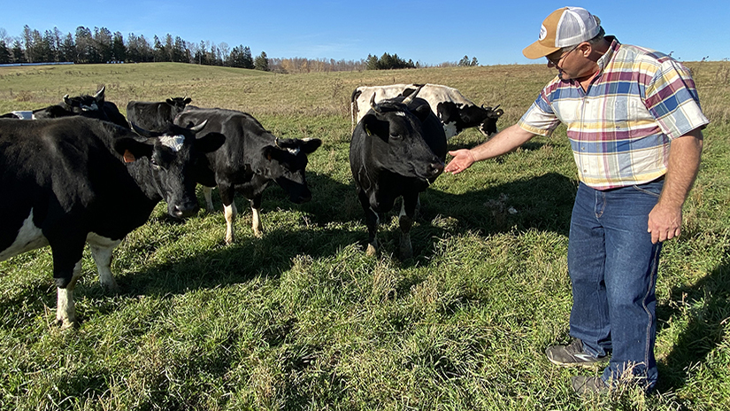 Photo of Barron County dairy farmer Cheyenne Christianson interacting with his dairy herd. Christianson’s farm has been a research site for federally funded work being conducted by UW-River Falls faculty member Kate Creutzinger to study cows and calves. UWRF photo.