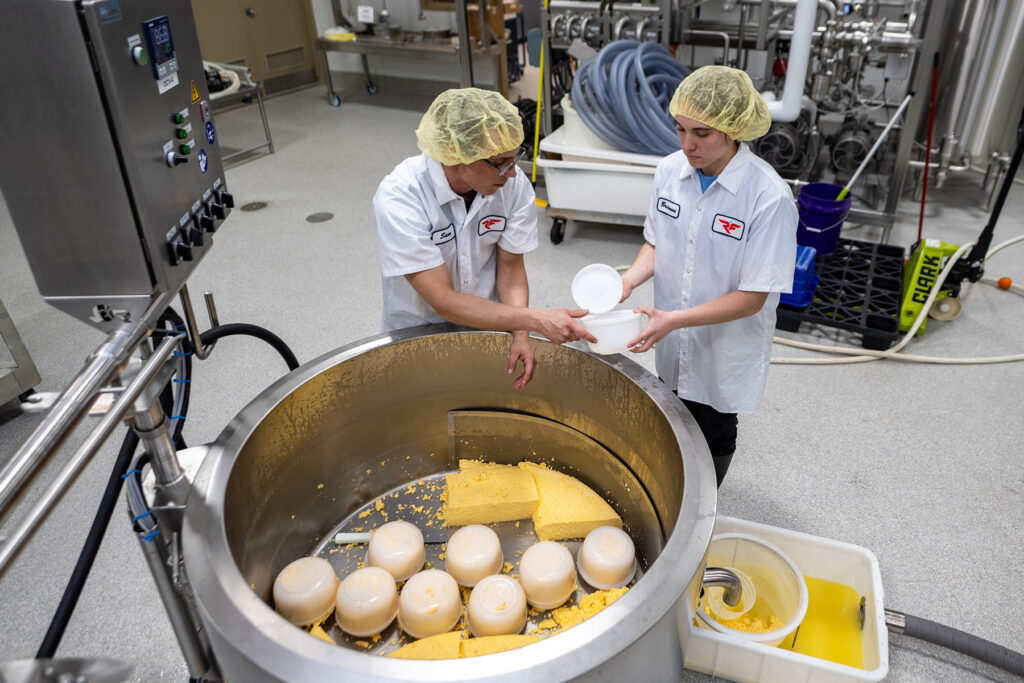 Photo of Brianna Crotteau, project coordinator at the Wuethrich Family/Grassland Dairy Center of Excellence at UW-River Falls, handing Sam Galgowski, a cheesemaker at the dairy plant, a plastic container that Galgowski filled with cheese during production on Tuesday. The cheddar cheese produced was the first produced at the dairy plant that will serve as a production site and a training location for students and dairy industry employees. UWRF/Pat Deninger photo.