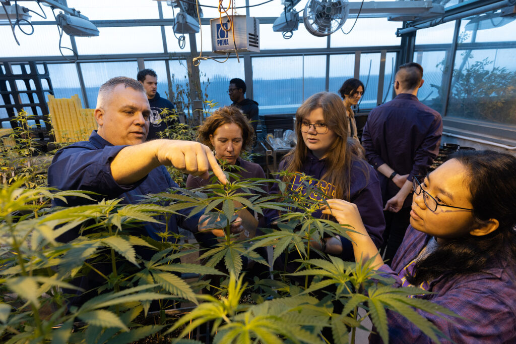 Photo of Associate Professors Brian Barringer and Ann Impullitti (left) working with UW-Stevens Point students on researching how hemp plants can be used to remove synthetic materials from soil.
