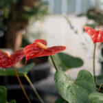 Photo of UW-Superior greenhouse flower