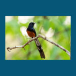 Photo of white-rumped shama