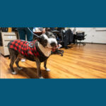 Photo: A pooch named Tugz waits patiently while staff discuss his case. Because of WisCARES, clients like Tugz's owner can afford to treat their treasured companions. Photo by Bryce Richter/UW-Madison