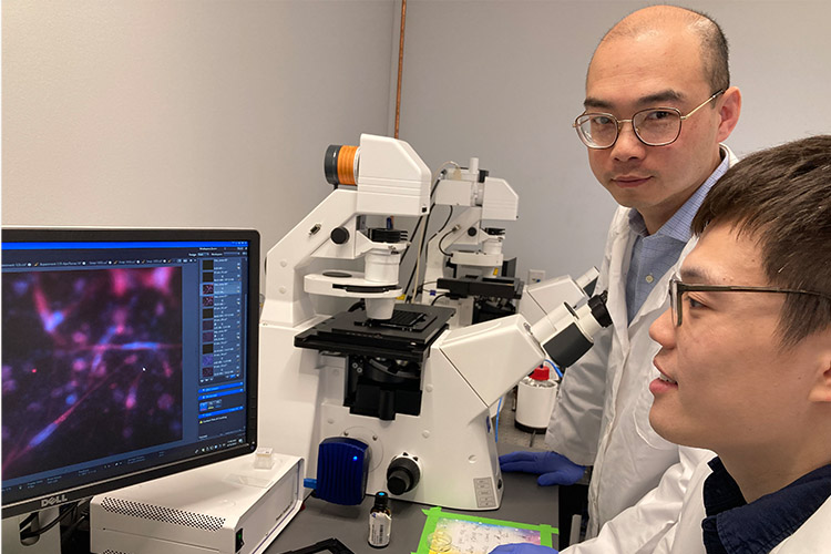 Photo of Qingsu Cheng (left), assistant professor of biomedical engineering at UWM, examining magnified images of fibroblast cells with post-doctoral researcher Michael Weizheng Wang. Cheng has received funding to investigate the interactions of fibroblasts with breast cancer cells during radiation treatment. (UWM Photo/Laura Otto)