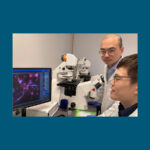 Photo of Qingsu Cheng (left), assistant professor of biomedical engineering at UWM, examining magnified images of fibroblast cells with post-doctoral researcher Michael Weizheng Wang. Cheng has received funding to investigate the interactions of fibroblasts with breast cancer cells during radiation treatment. (UWM Photo/Laura Otto)