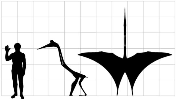 This rendering of a juvenile pterosaur dinosaur, center, shows it’s human-sized height while standing and a wingspan of approximately 16-feet wide. (Artwork as published in Journal of Vertebrate Paleontology.)