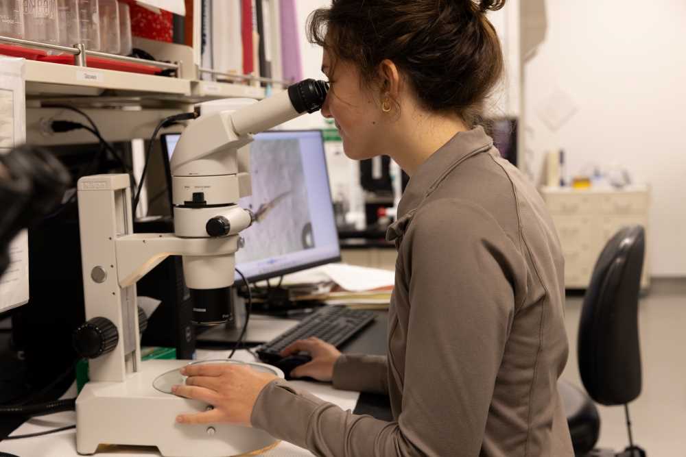 Photo: Tisha King-Heiden, Biology, is developing a new course focused on water quality and aquatic toxicology with grant funding from the Freshwater Collaborative of Wisconsin. Here a student in King-Heiden's lab studies the impact of pollutants on fish at early stages of life.