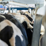 Photo: Holstein Dairy cattle are brought into the milking parlor at the UW Dairy Cattle Center on Sept. 1, 2020. Today, researchers at UW–Madison are working to answer important questions about the risks that avian influenza poses public health and food-safety. Photo: Bryce Richter