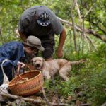 Photo: UW-La Crosse graduate student Mariah Rogers (kneeling) is part of a small team of researchers working to document Wisconsin's population of truffles, a fungi prized for use in luxury cuisine. An exciting discovery this fall brought to light a truffle that was previously unrecognized by science.