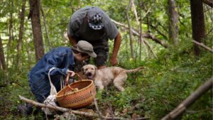 Photo: UW-La Crosse graduate student Mariah Rogers (kneeling) is part of a small team of researchers working to document Wisconsin's population of truffles, a fungi prized for use in luxury cuisine. An exciting discovery this fall brought to light a truffle that was previously unrecognized by science.