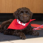 Photo of Mocha, UW-Eau Claire's new therapy dog