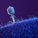 In this illustration, a phage—a type of virus that infects bacteria—rests on the surface of a host cell. Researchers at UW–Madison designed an experiment for the International Space Station to study how phage-bacteria interactions affect the health of the gut microbiome.