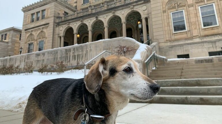 Veteran finds hope for her dog, others, in UW-Madison melanoma treatment study