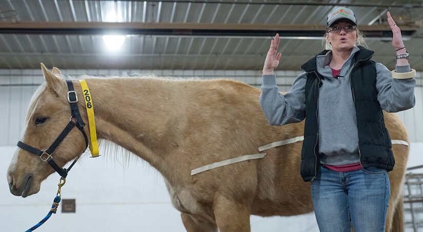 UW-River Falls Virtual Horse Judging Youth Clinic offered at UW-River Falls