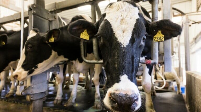 UW-Madison students team up to develop innovative solutions to dairy industry challenges