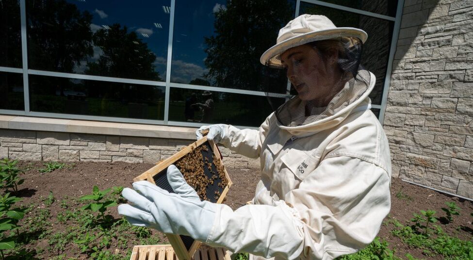All the buzz: Honey bees taking residence at UW Oshkosh