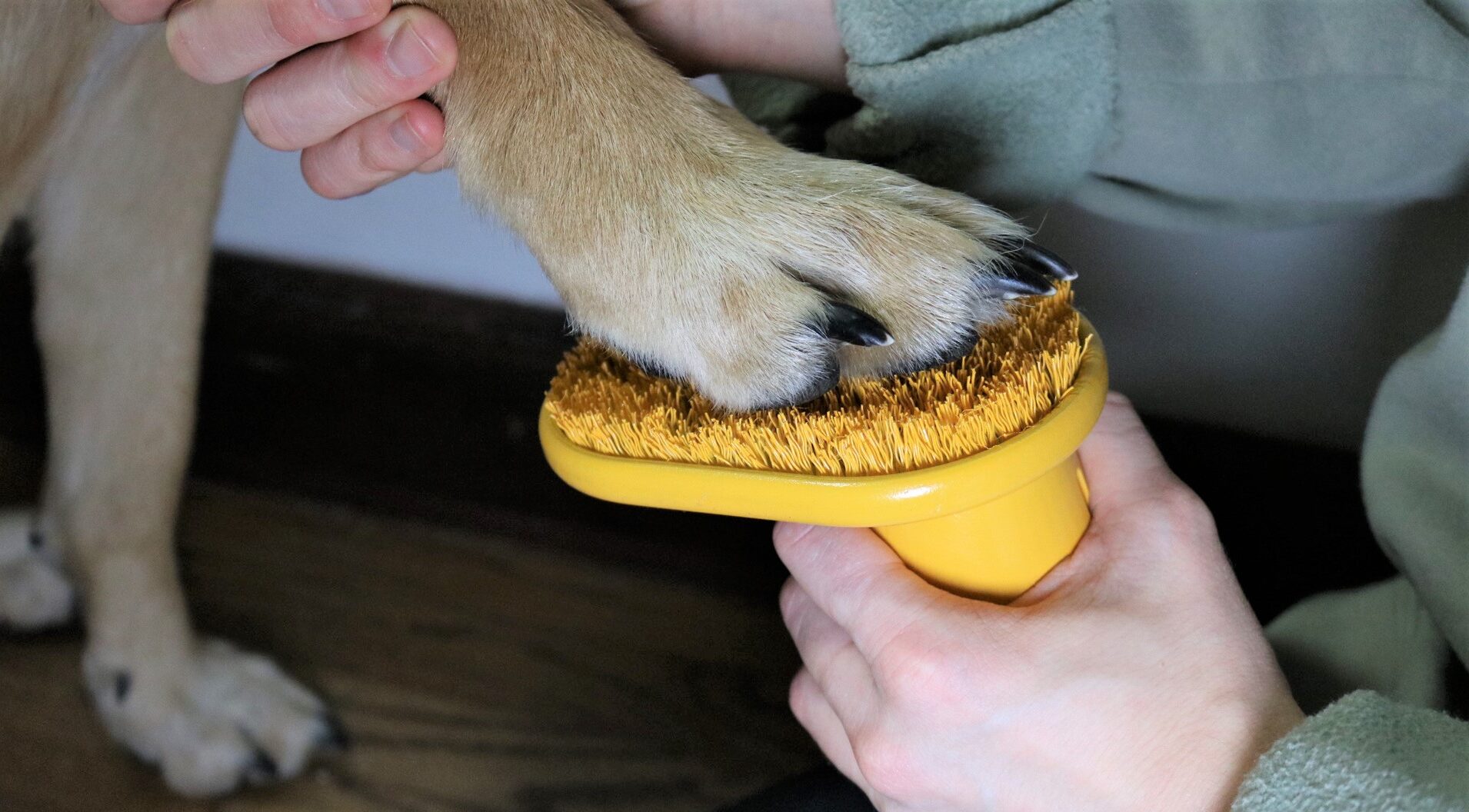 Paw-fect idea: UW-Stout recent grad places in national Student Design Competition with pet product