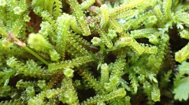 UW-Green Bay faculty member makes a ‘moss’ exciting discovery