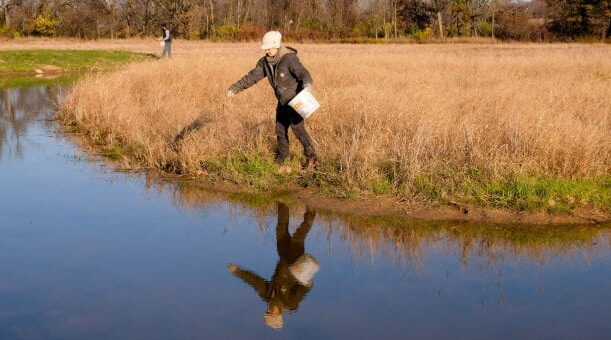 Photo of UW-Green Bay's Natural Areas Ecologist, Bobbie Webster, planting wet meadow plant seeds at the Wequiock Creek Natural Area. UW-Green Bay, Sue Pischke University Photographer