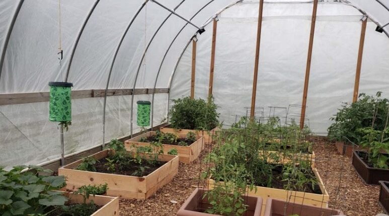 UW-Parkside’s campus garden donates more than 1,000 pounds of fresh produce to Racine County Food Bank